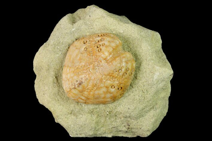 Sea Urchin (Lovenia) Fossil on Sandstone - Beaumaris, Australia #144391